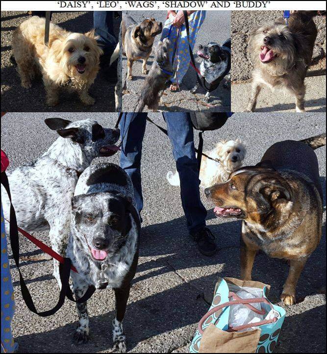 Daisy.Leo .Shadow.Buddy 08.17.15 1