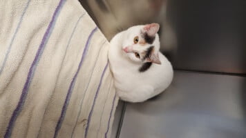 Ivory e1442351498365 1