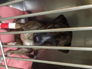 Koda e1442341280950 1