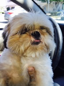 Winston Harry Albert 1 scaled