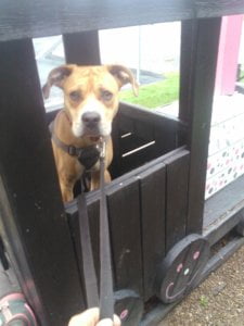 Bandit and Johns story 1 scaled