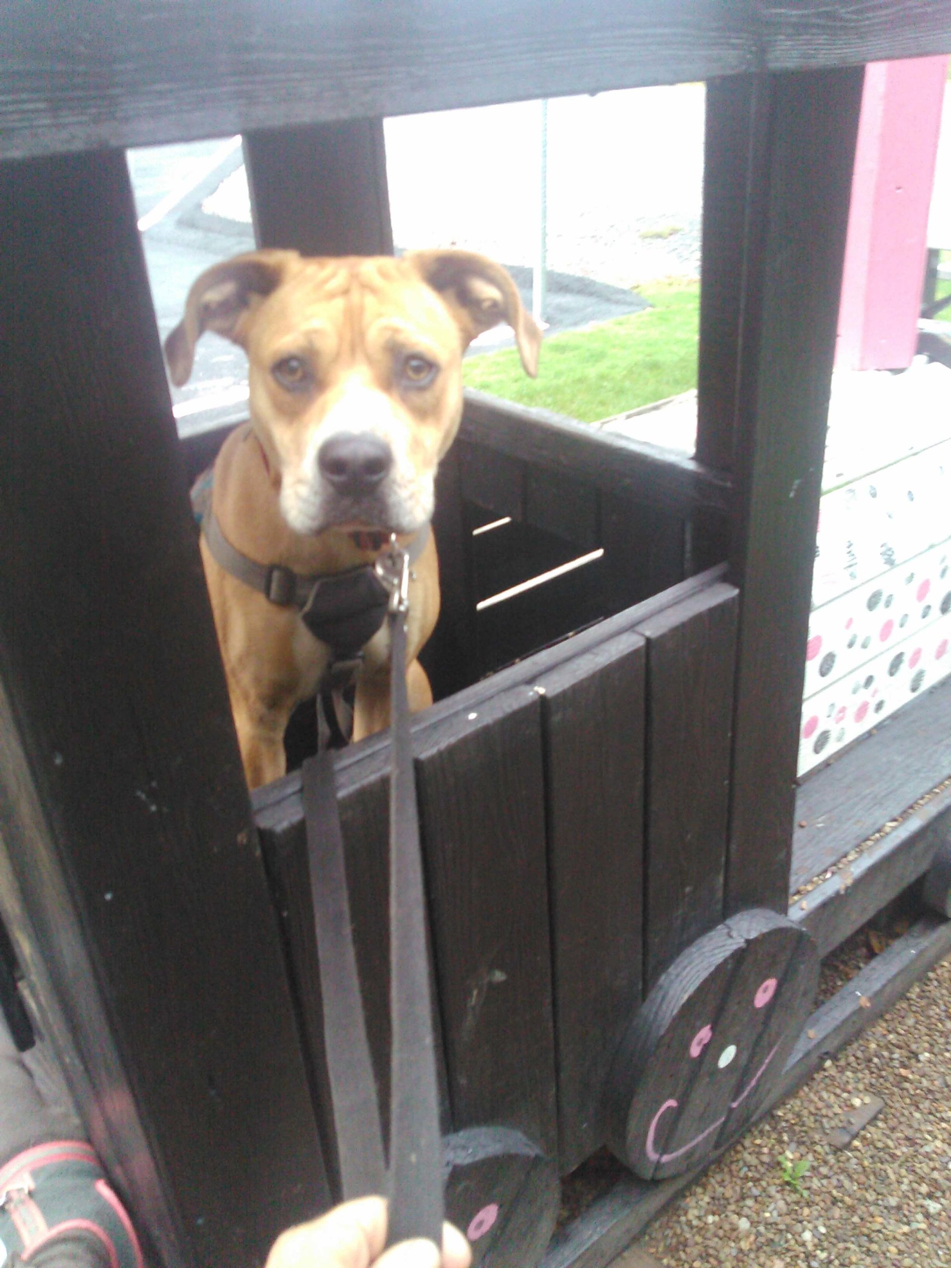 Bandit and Johns story 1 scaled