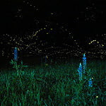 fire flies from flickr 1
