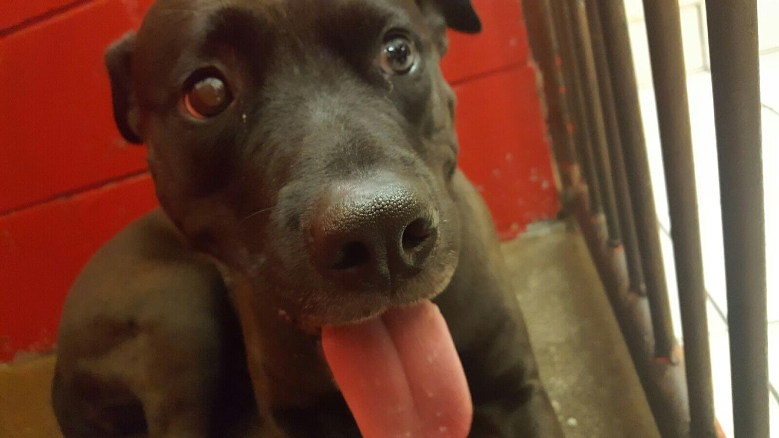 Pepper 1