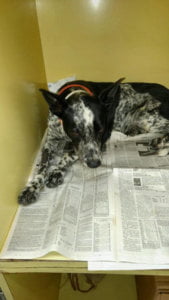 Sparkle Face Case 879 1