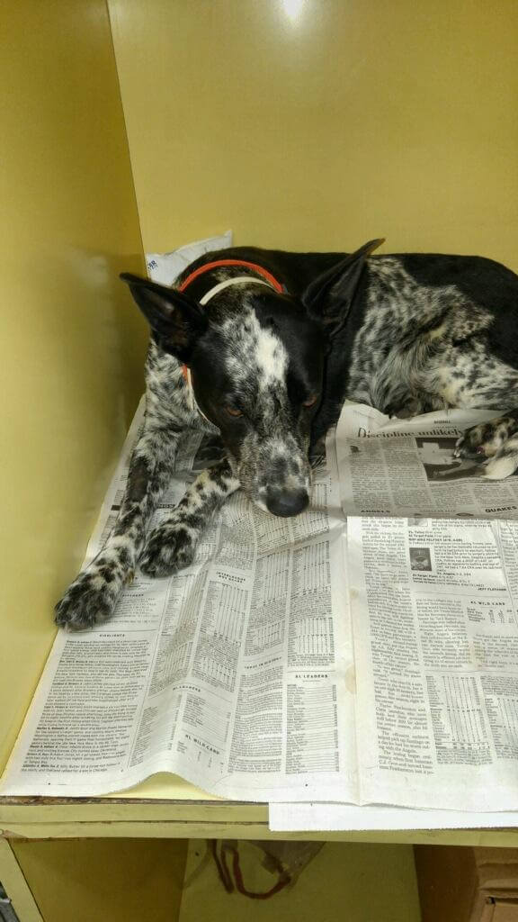 Sparkle Face Case 879 1