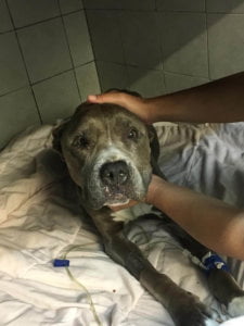 Pebbles Case 950 2 1