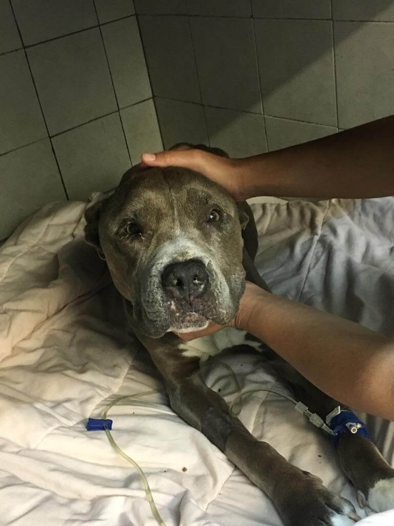 Pebbles Case 950 2 1