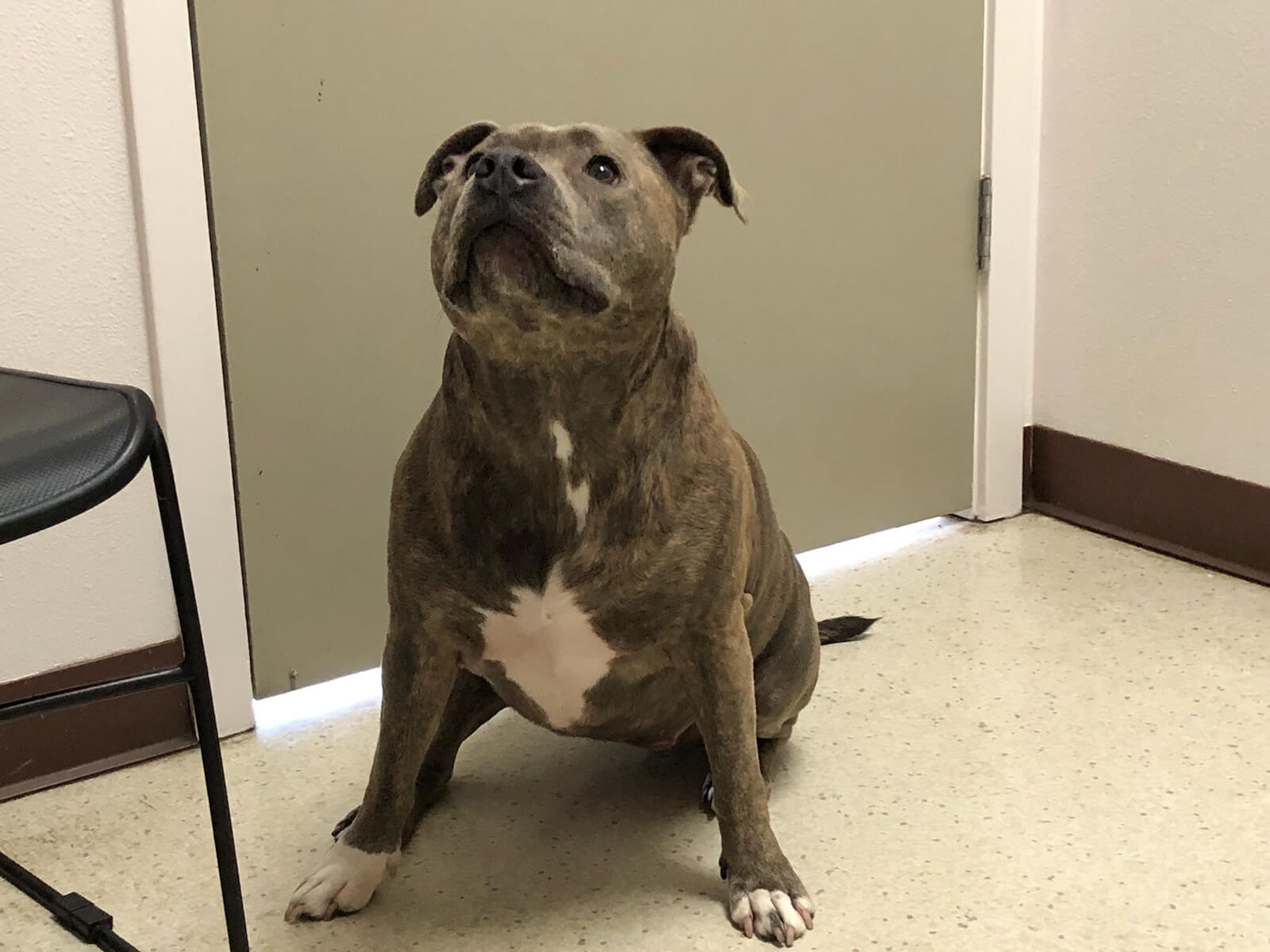 CocoaBean 1 2.8.18 1