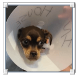 Weed Gracie  2018 04 25 Gracie 1