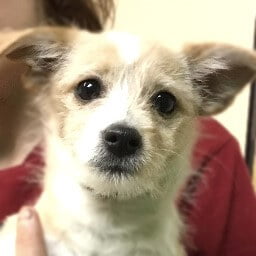 Bailey 1