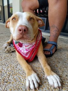 Blossom 5.2018 e1530558391526 1 scaled