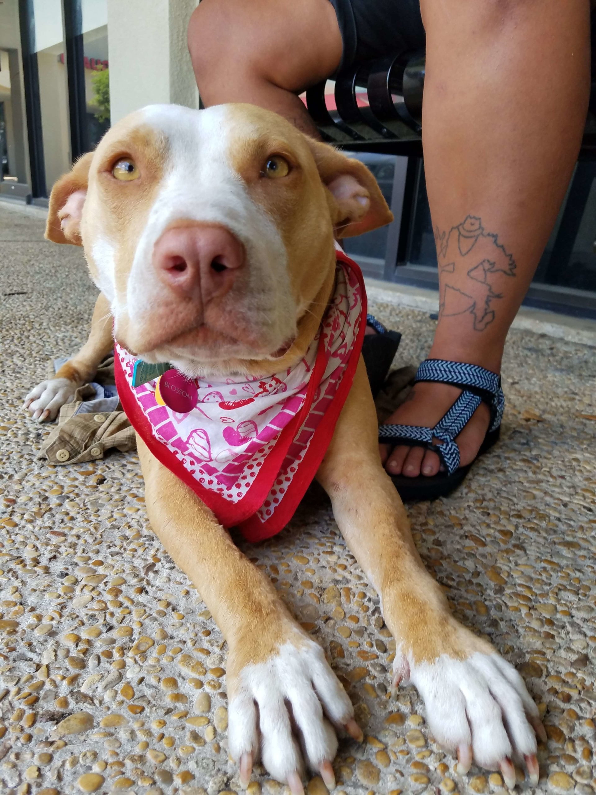 Blossom 5.2018 e1530558391526 1 scaled