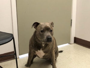 CocoaBean 2 2.8.18 1