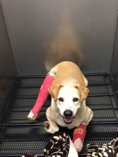 Sega 2 10.07.2016 e1542831866724 1