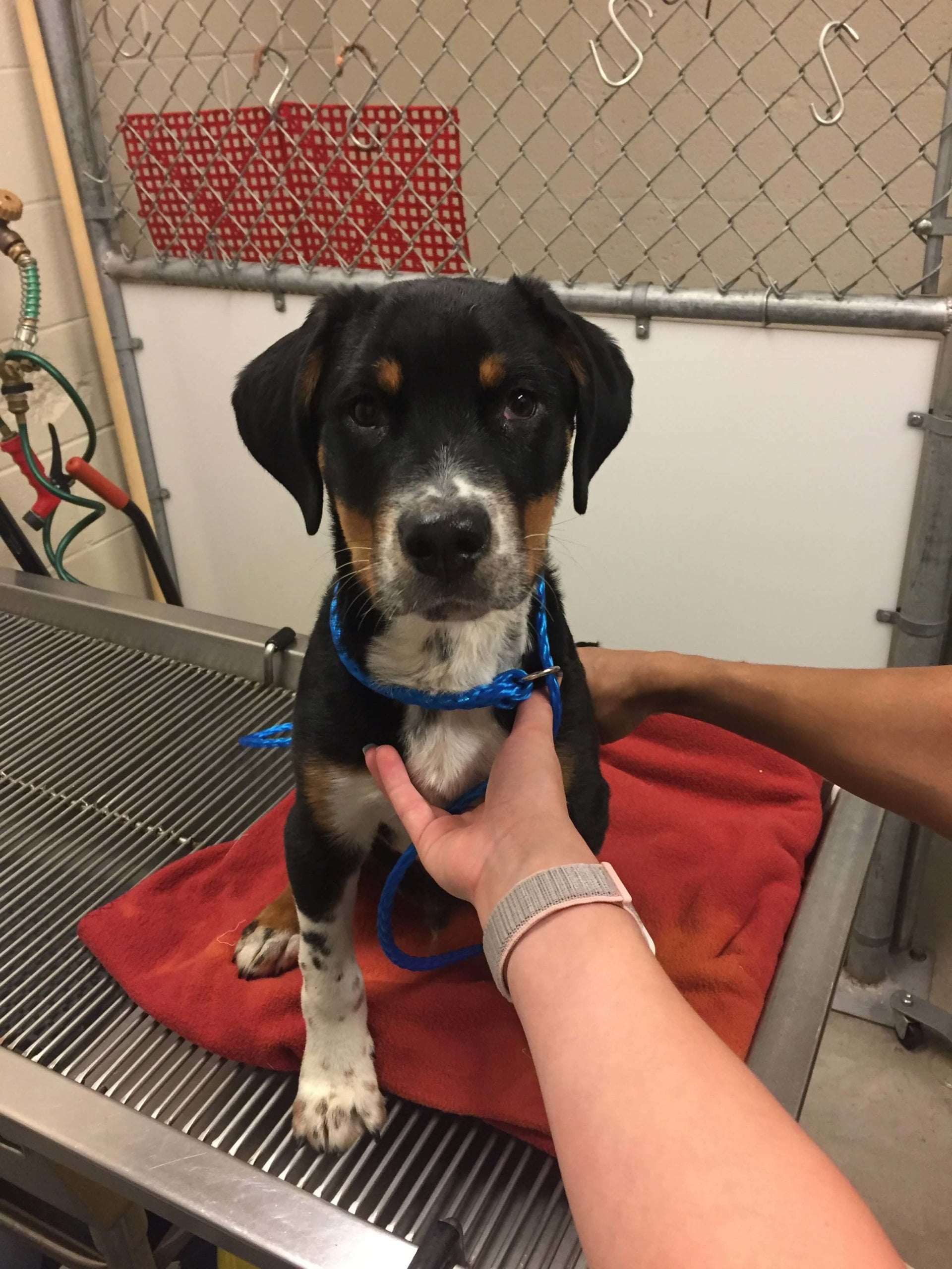 Zeus Jordan 10.2018 Colorado Springs CO e1543623929484 1 scaled