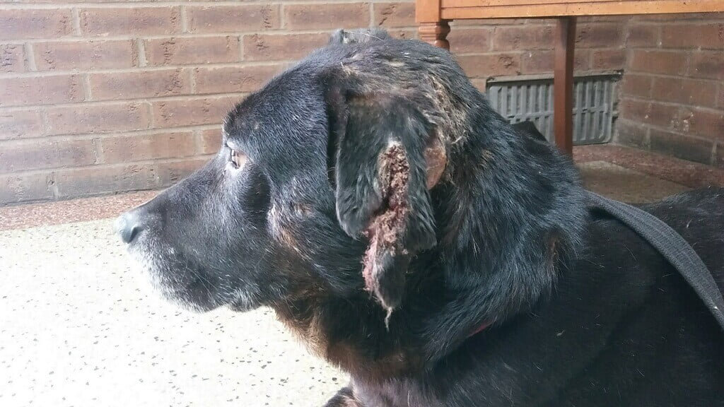 Chino Peterman 11.12.18 Detroit MI 1