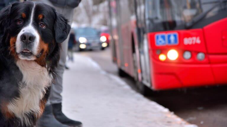 Morrissey dog and bus photo 768x432 1 1