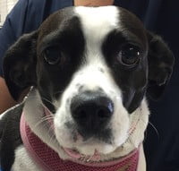 Patches Snyder San Diego CA 3.2019 1