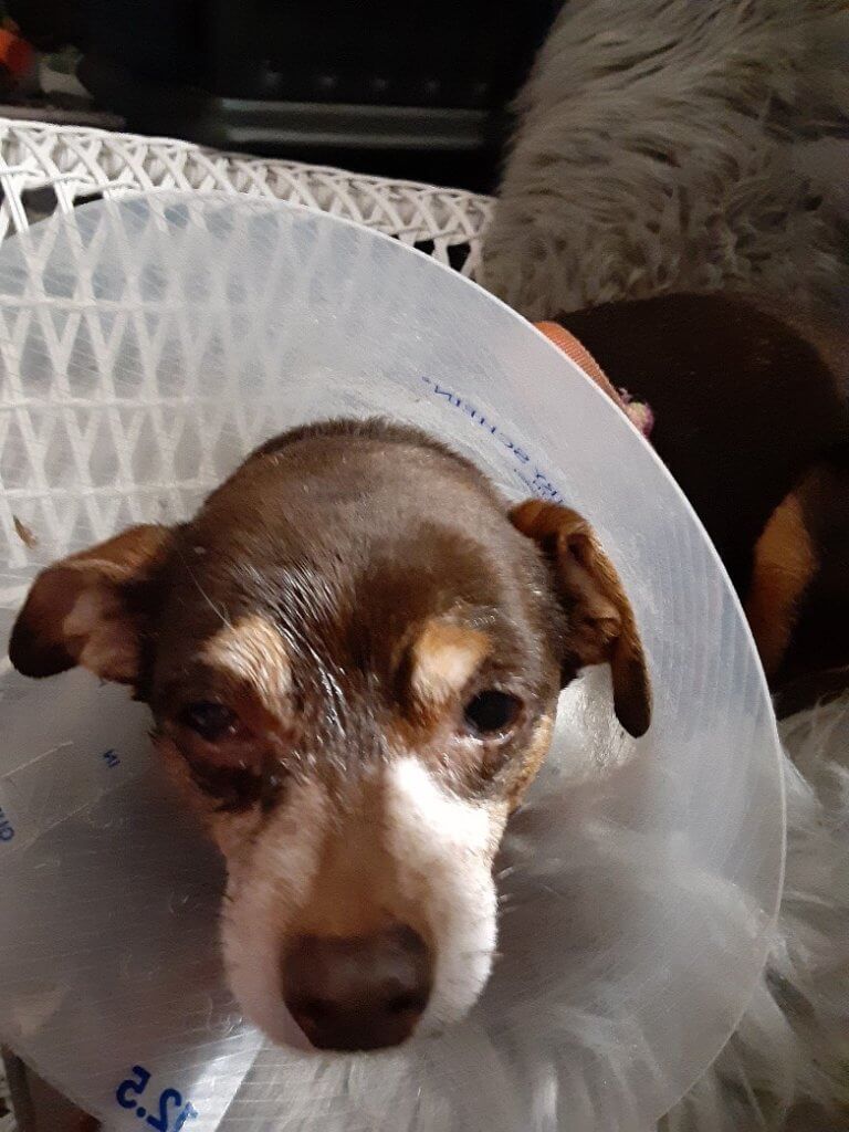 peanut ca 1 rotated e1591912874255