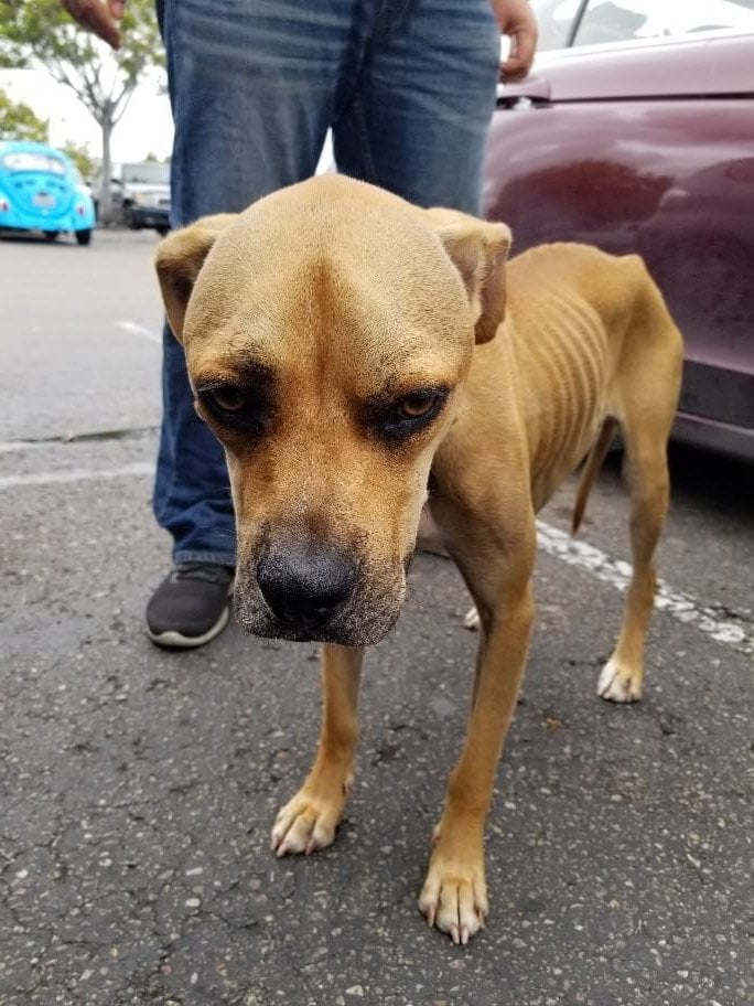 willow e1591914776789