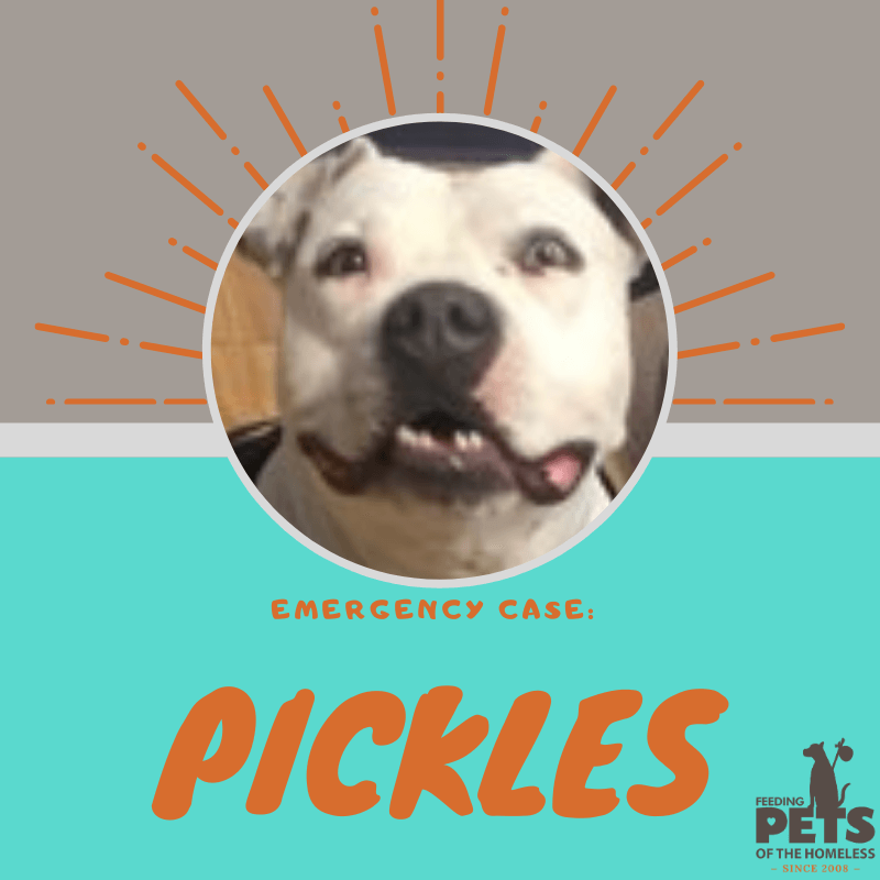 2020 August newsletter Pickles