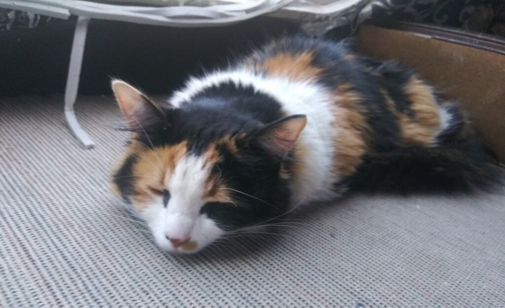 Mia Pets e1599845141939