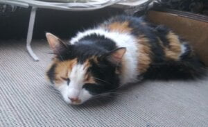 Mia Pets e1599845141939