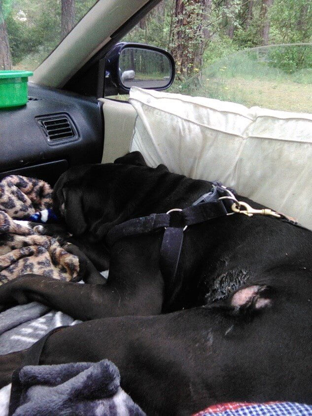 Success Story Maverik a black lab