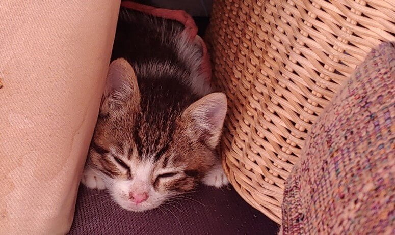 Success story tigger