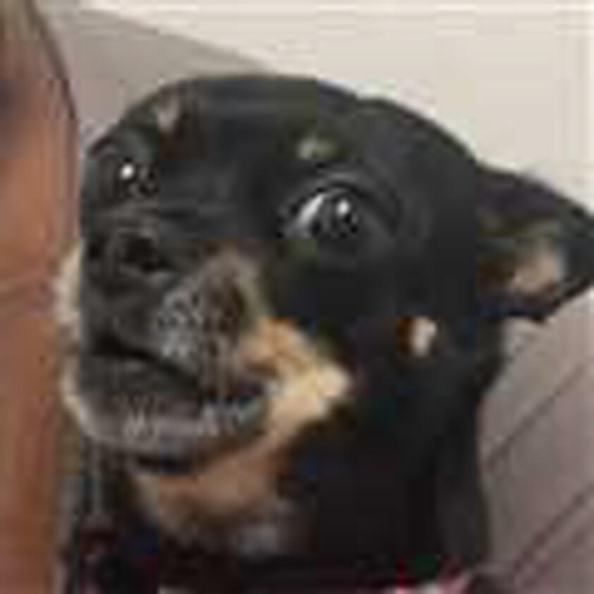 Dog named Tiny