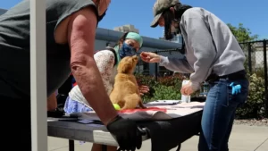 A puppy gets a check up at a free veterinary clinic for pets belonging to people living homeless on Saturday, May 21, 2022 in Reno, Nev. Image: Ty O'Neil / This Is Reno
