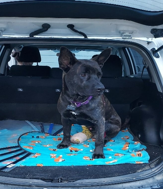 Dog in car with bandaged leg -Howard - Success Story - Feeding Pets of the Homeless -