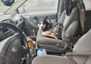 Hatch is a husky/bull terrier mix sitting in the front seat of a vehicle.