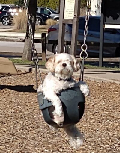fluffy dog in swing